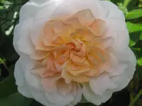 004.webp