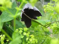 035.webp