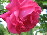 021.webp