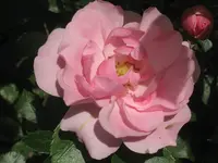 013.webp