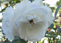 weieRose.webp