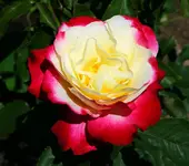 Blüte mittags.webp