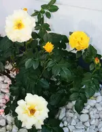 Blüten in verschiedenen Farbtönen.webp