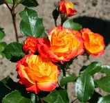 orange Teerose Hangbeet blüht.webp