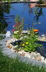 Teichblumen5.webp