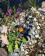 Teichblumen8 mit Bachlauf.webp