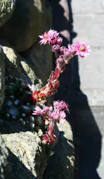 Steinwurz mit Zwillingsblüte.webp