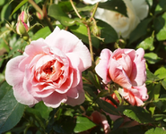 Rose1.webp