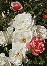 Rosenmix.webp