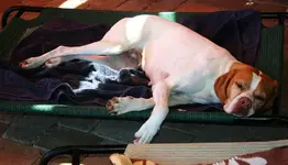 India lazy bone.webp
