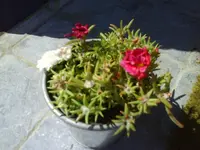 DSC01499.webp