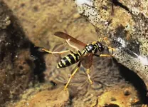 rukakan.webp