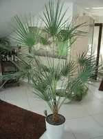 DSC02306.webp