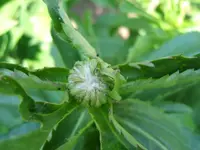 DSCF3595.webp