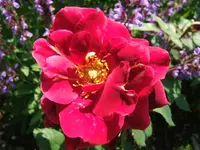 DSCF3592.webp