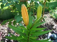 DSCF3594.webp