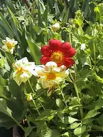 DSC00020.webp
