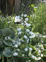 DSC00011.webp