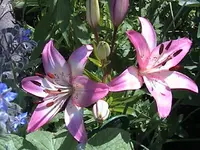 DSC00008.webp