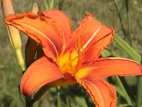DSC00006.webp