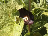 DSC00009.webp