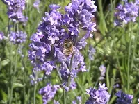 DSC00002.webp
