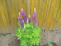 Bild 026.webp