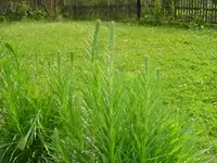 Bild 029.webp