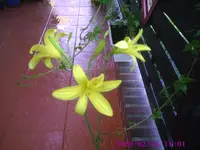 Zitronenlilie.webp