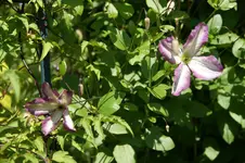 DSC03240.webp