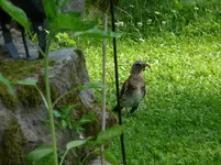 drossel4.webp