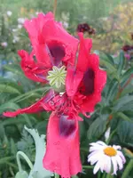 IMG_6598_576x768.webp
