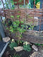 Clematis the President.webp
