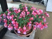 fuchsie.webp