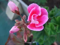 geranie.webp