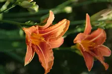 Fulva.webp