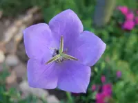 glockenblume.webp