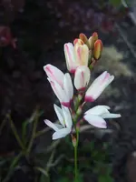 ixia.webp