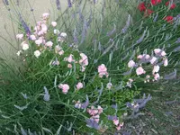 rosa aldiensis+lavendel.webp