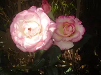 27-06-2010 017.webp
