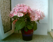 die Hortensie.webp
