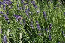 MK4_3983.webp