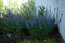 MK4_3988.webp