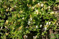 MK4_3989.webp