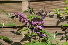 MK4_3990.webp