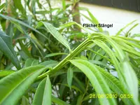 PIC_0026.webp