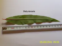 PIC_0034.webp