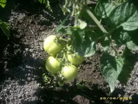 Garten 030.webp