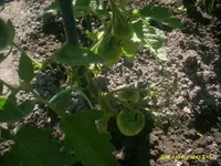 Garten 033.webp