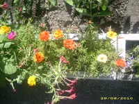 Garten 008.webp